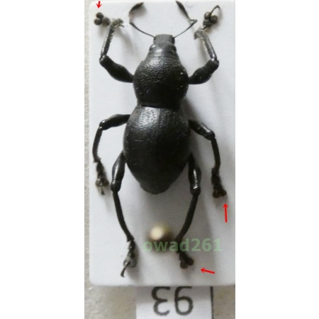 Metapocyrtus sp. Heller, 1912 male Philippines93